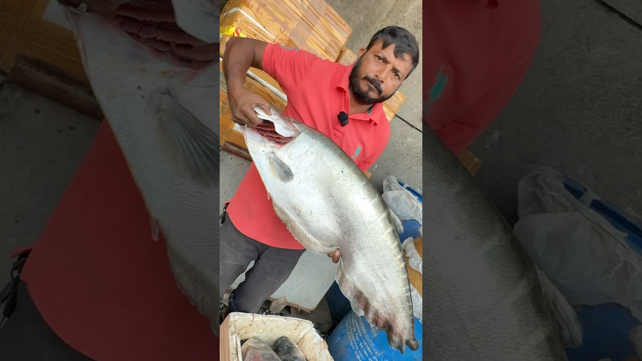 Amazing Big 9kg Chitol Fish In Ghazipur Fish Market Delhi 