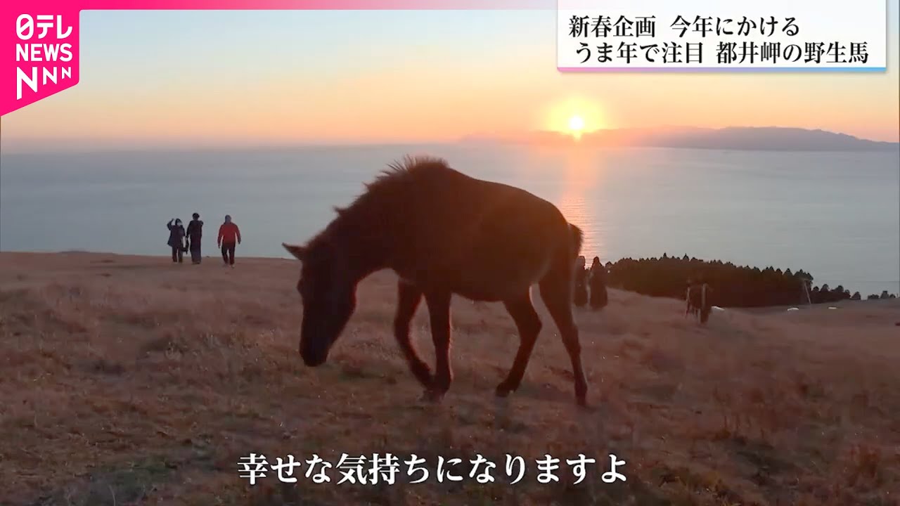 【ウマ年で人気】絶景の中で生きる野生馬  都井岬の御崎馬に魅せられたガイドの仕事　宮崎　NNNセレクション