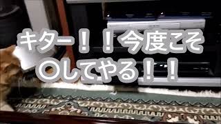 チャコちゃん　強烈猫パンチ炸裂！？ by コペコペ 236 views 1 year ago 1 minute, 10 seconds