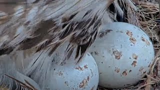 First Red-tailed Hawk Egg Starts Pipping At Cornell Hawks Nest! - April 24, 2024