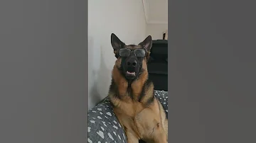Lholo Loves To Wear My Glasses Shortsfeed Germanshepherd Dog 