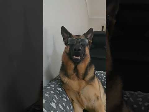 Lholo Loves To Wear My Glasses Shortsfeed Germanshepherd Dog 