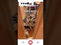 ママ帰宅に大喜びする猫が、パパが帰宅の時こーなっちゃう🤣💕③ #shorts #アメリカンショートヘア#猫動画#お出迎え猫