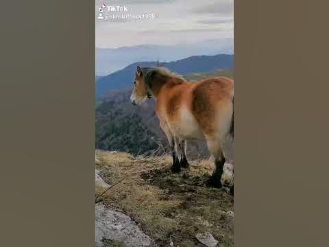 Кончета - YouTube