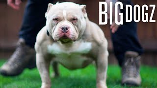 Meet Dios - The Bully Built Like A Bodybuilder | BIG DOGZ