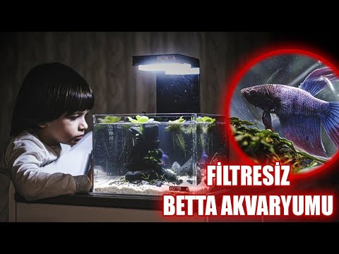 Video: Betta Tank Nasıl Kurulur