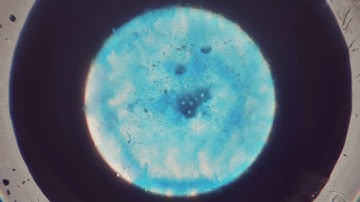 [whalesong] | Xavier Velastín | Watershed/Mayk Winter Artist Residency 2020