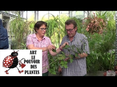 Vidéo: Comment Multiplier Les Raisins Par Bouturage ? Reproduction à L'automne Et Au Printemps à La Maison. Boutures En été Avec Des Boutures Vertes. Comment Enraciner Les Boutures ?