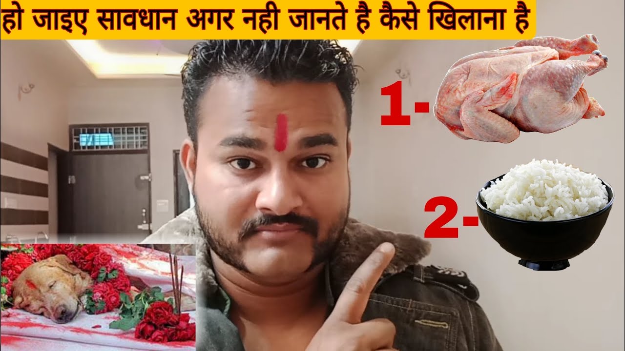 dog ko chicken kitna khilana chahiye ? dog ko chicken kese khilaye? dog