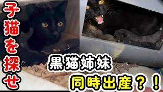 母猫がまさかそんな所に子猫を隠すなんて・・・