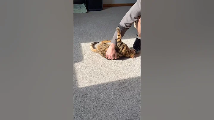 Video 11678851: bengalcat bengals, bengal cat, spotted bengal