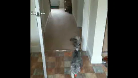 Video 172221: siberian cat playing fetch, cat home