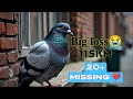Big loss💔 చాలా పెద్ద లాస్ 🥺😭 సగానికి పైగా రావాలి 😔 #racinghomerpigeon #realpigeons 