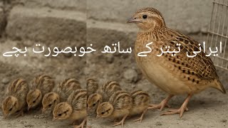 Silent Trigger 508 Eraani Daikhni Teeter Ki Video