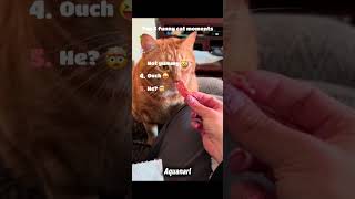 Funny and Crazy cat moments...🤯😹 #funnyshorts #cat #top5