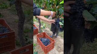 ✂️🍇💚 #vendimia #harvest #vendan#varema #viña #viñedos #uva #vino #viticultura #trabajo #2023