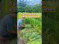 5 jenis sayuran paling cepat panen #shorts