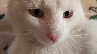The kindest cat #cat #Whitecat by Fantastic variety of nature 64 views 2 weeks ago 1 minute, 4 seconds