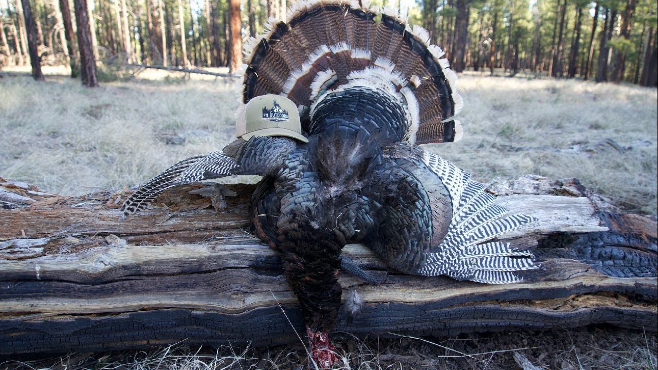 Arizona Youth Turkey Hunting Part 2 Parts 2 Caceria Juvenil De arizona-youth-turkey-hunting-part-2-parts-2-caceria-juvenil-de