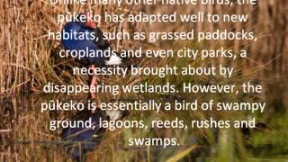 New Zealand Pukeko