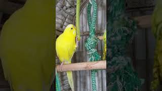 Parakeets Eating Veggies, #shorts Cute Budgies Chirping. Reduce Stress of lonely Birds