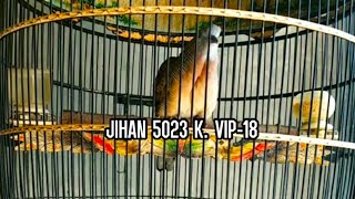 MANTAP BOSKU .. SUARA PERKUTUT BANGKOK KUALITAS LOMBA PRODUK JIHAN BIRD FARM PASURUAN