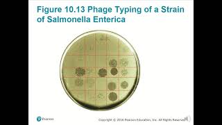 BIO 220 Chapter 10 - Classification of Microorganisms