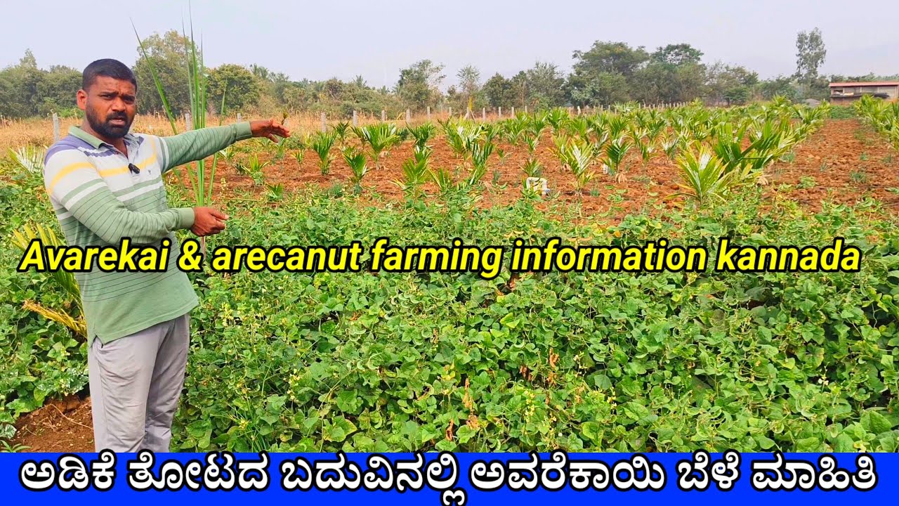  ಅಡಿಕೆ ಗಿಡಕ್ಕೆ ಸರಿಯಾದ ಗುಣಿಸುತ್ತು,ಗೊಬ್ಬರ ಆರೈಕೆ | ಬದುವಿನಲ್ಲಿ ನಾಟಿ ಅವರೇಕಾಯಿ ಬೆಳೆಯುವ ಸಂಪೂರ್ಣ ವಿಧಾನ” 🌱🚜