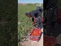 🍅 Se adelanta la recogida del tomate en Navarra #Antena3Noticias #Noticias #News