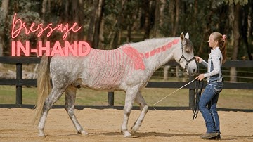 Why Every Rider Needs  to understand BIOMECHANICS BASICS – And Where to Start?