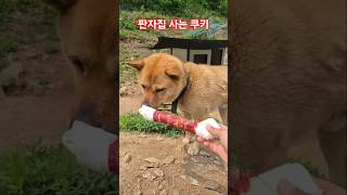 도로옆 판자집에 사는 쿠키 대형 개껌@까꿍초코캬라멜