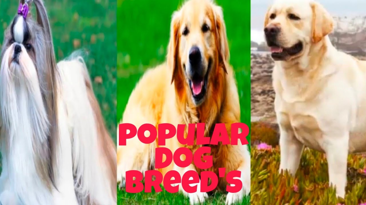 Top 10 most popular dog breeds YouTube