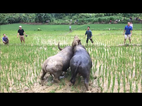 Video: Hais Tag Nrho Li Dos Li Zaub