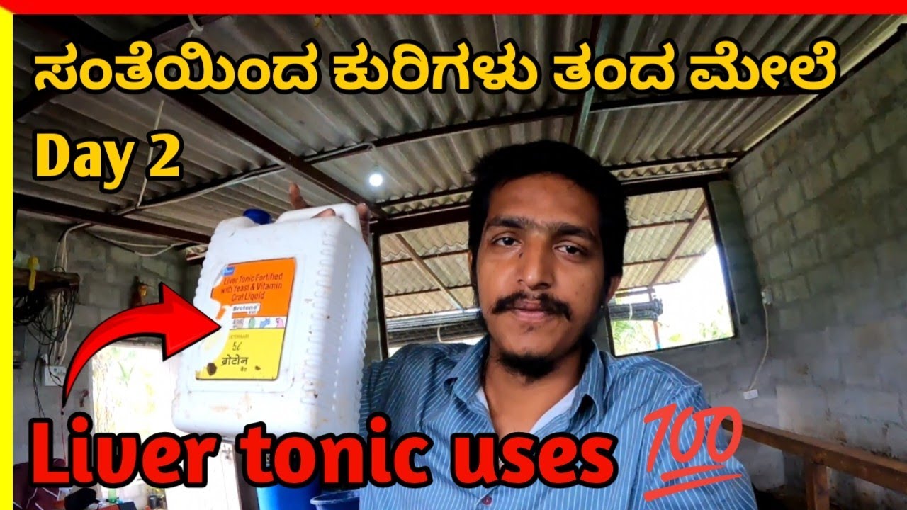 Day 2 ಸಂತೆಯಿಂದ ಕುರಿಗಳು ತಂದ ಮೇಲೆ | liver tonic uses 😱#dewarming #sheepfarming #farming #farming #goat