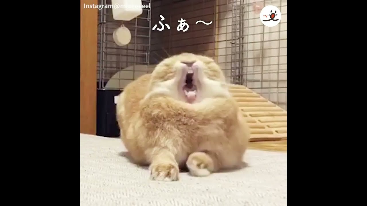 うさぎあくび うさぎさんのあくび特集💕 うさぎ写真家uta