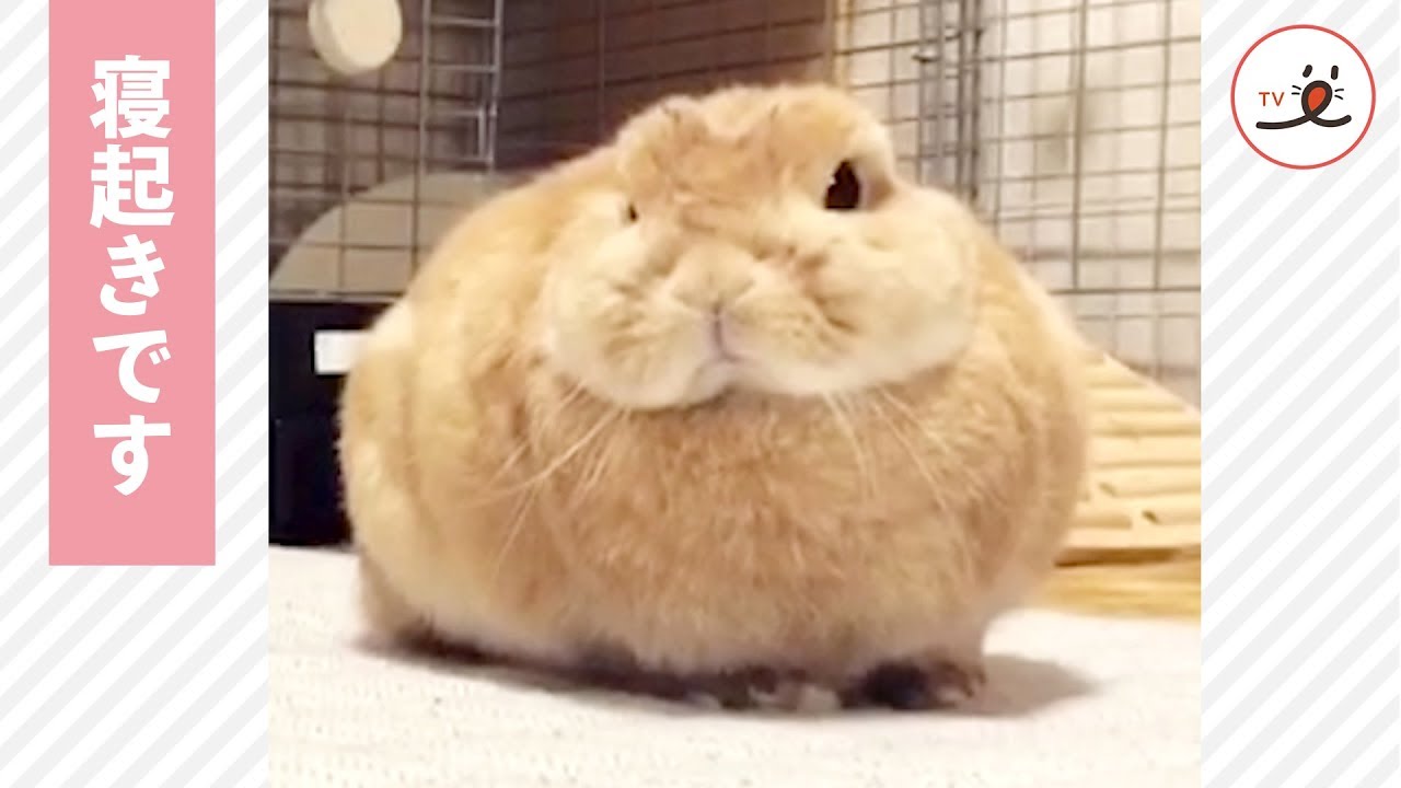 あくびの瞬間を捉えた 連続であくびをする寝起きのウサギさん Peco Tv Youtube