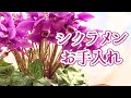 シクラメン、冬のお手入れ|葉組み|植物のある暮らし|ベランダガーデニング
