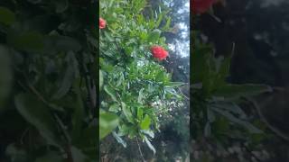 Aisa hota hai anaar ka phool#anaar flower#gardening#garden