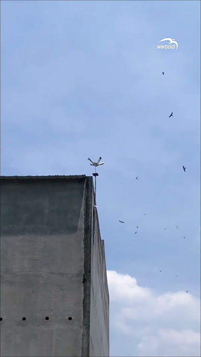 LOA PHÓNG 4 HƯỚNG #swiftlet #birdnest #animals #swiftlethouse