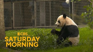 Looking back at 50 years of "panda diplomacy" between U.S. and China