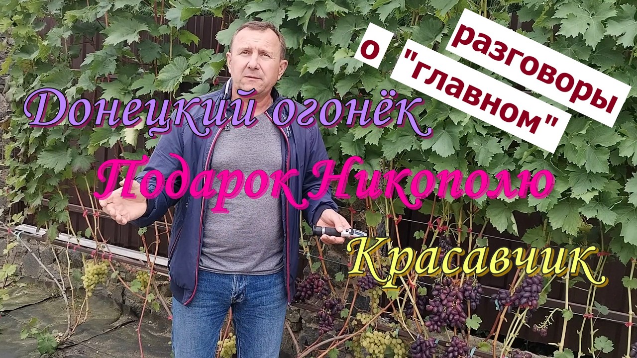 Г/ф Донецкий огонёк, Подарок Никополю, Красавчик. 15 сентября 2025 года. Беларусь.