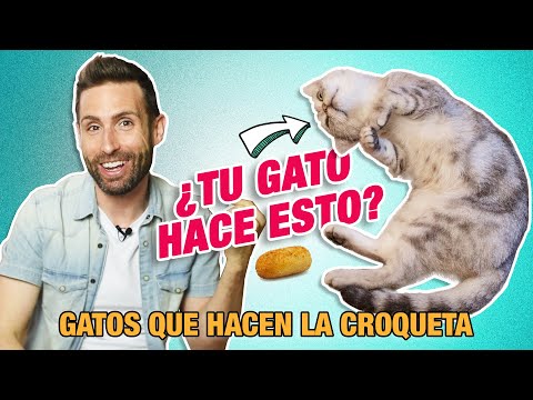 Video: ¿Qué significa croquetas?