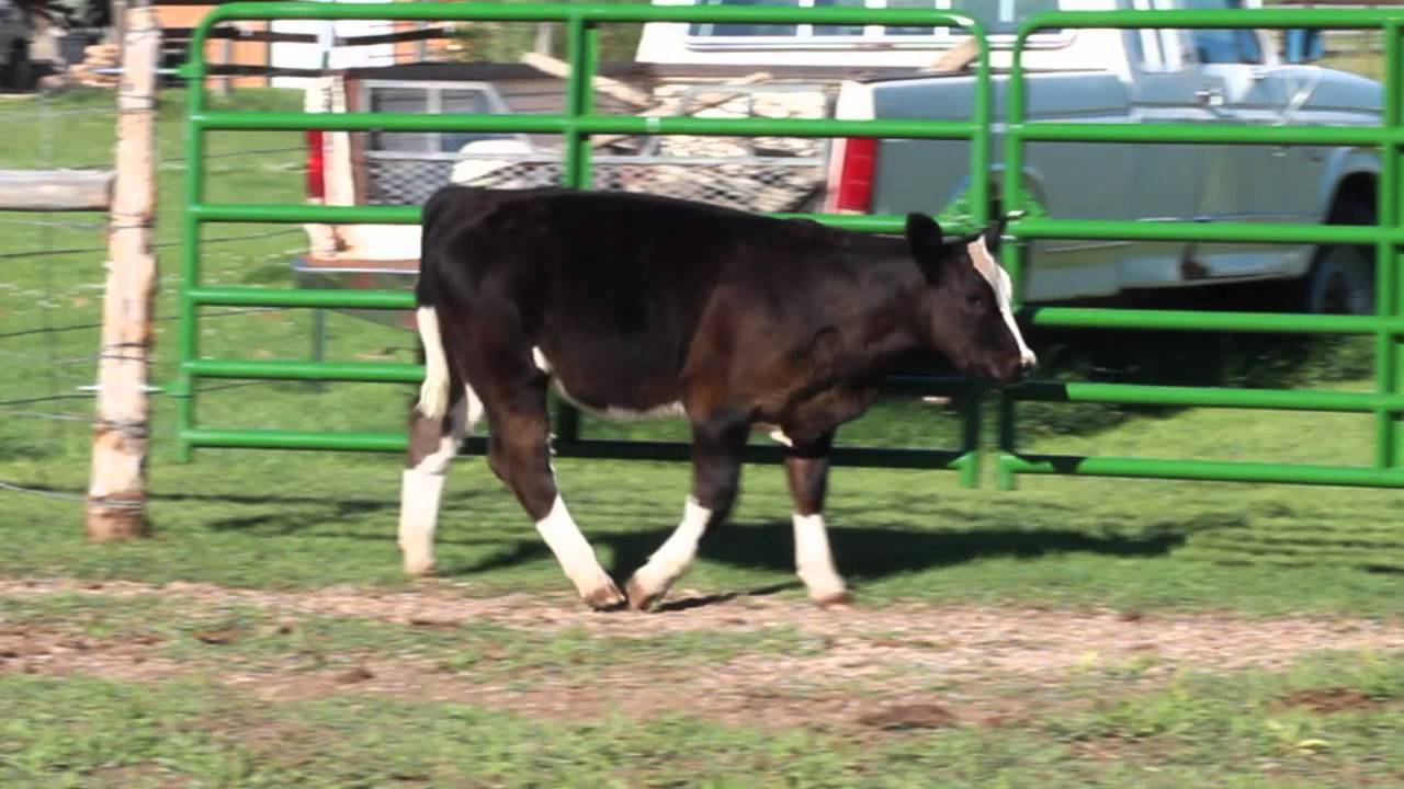 Osborn Show Cattle 17 YouTube