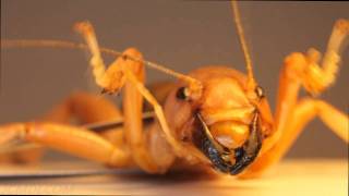 Worlds Ugliest Bug! (?) in Extreme Closeup HD V10442