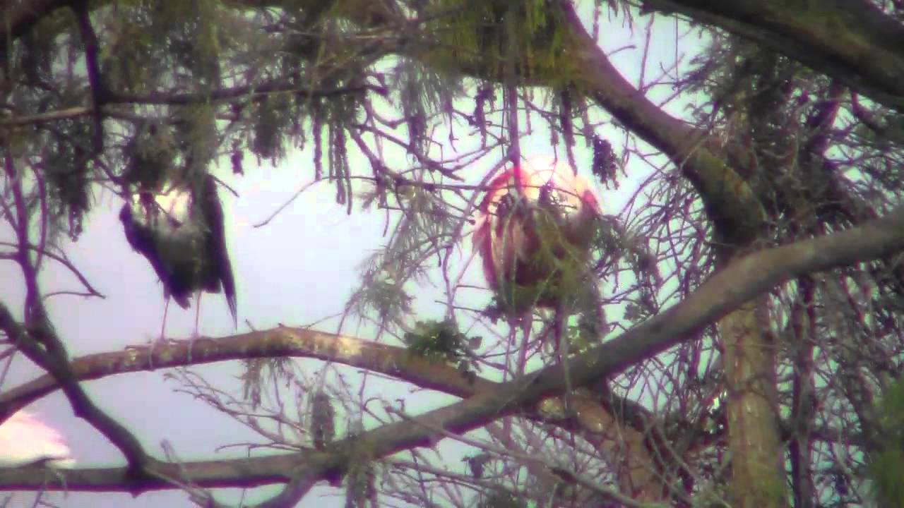 Wood Stork and Roseate Spoonbill at Everglades And Francis S. Taylor