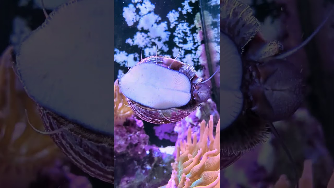 Trochus Snail cleaning up 