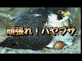 Peregrine, do your best『頑張れハヤブサ』
