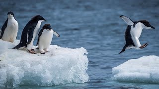 Baby Penguin Tries To Make Friends | Snow Chick: A Penguin's Tale | Baby Penguin’s First Steps