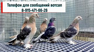 видео: Видео ярмарка голубей картинка: Видео ярмарка голубей