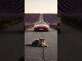 A Cat Saved a Cat from the Car #rescue #animalrescue #selfcare